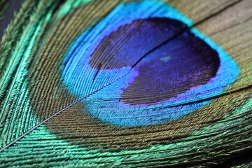 Fototapeta premium Beautiful bright peacock feather as background, macro view