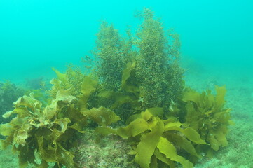 Various seaweeds in ambient light on bottom of murky shallow bay. Location: Leigh New Zealand