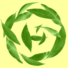 Green leaves swirling in air on pale yellow background