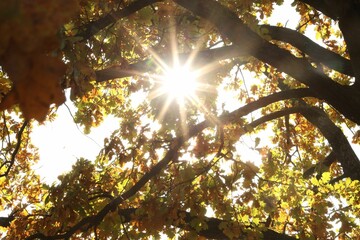 Sun shining through tree branches with colorful leaves outdoors, low angle view