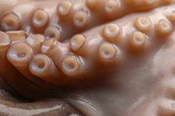 One fresh raw octopus as background, closeup © New Africa