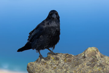Rabe auf Fuerteventura
