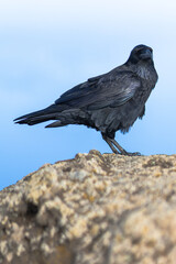 Rabe auf Fuerteventura