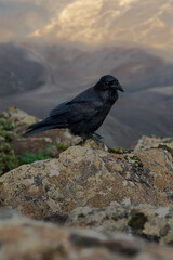 Rabe auf Fuerteventura