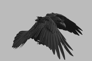 Rabe auf Fuerteventura