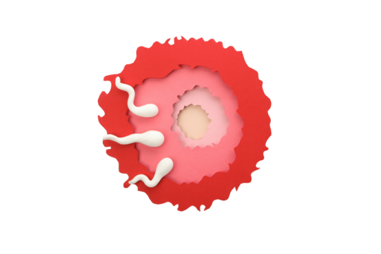 PNG, Ovulation concept, isolated on white background