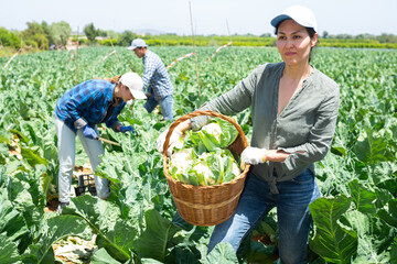 Portrait of cheerful asian woman gardener standing on vegetable field with wicker basket full of cauliflowers.