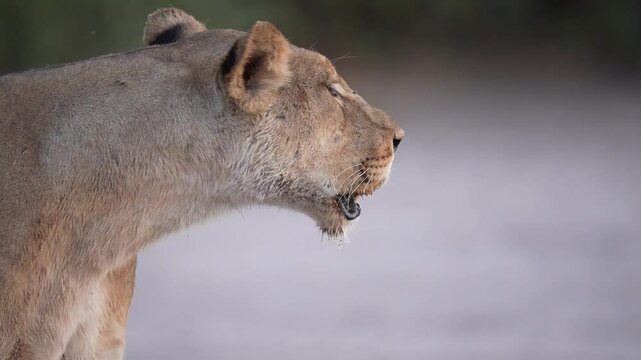 Lioness roars calling her lion pride to assemble and begin the evening hunt just before dark. Botswana. Slow motion, 25 percent natural speed.