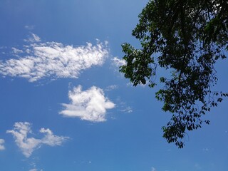 Fototapeta premium Blue sky with white clouds. Tree's branches and leaves silhouette in nature.