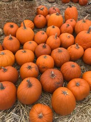 pumpkins and gords and squash