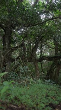Bosque frondoso con &aacute;rboles cubiertos de musgo y lianas entrelazadas