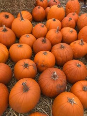 pumpkins and gords and squash