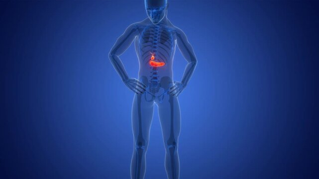 Human Internal Ogans Pancreas with Gallbladder Anatomy Animation Concept