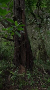 Vegetaci&oacute;n abundante en un bosque con ramas enredadas y follaje denso