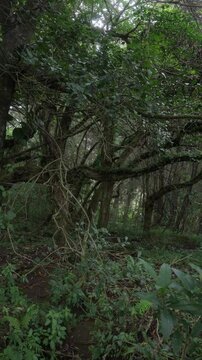 Bosque denso con ramas y lianas entrelazadas en un ambiente sombreado