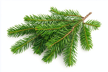 fir tree branch