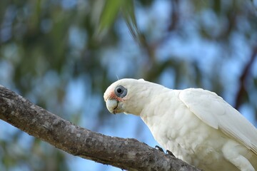 Young Corella Parrot Perched on Tree Branch