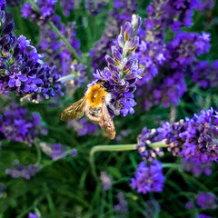bee on a flower