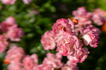 Obraz premium ピンクの薔薇 秋バラ