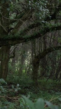 &Aacute;rboles con ramas entrelazadas en un bosque denso y sombr&iacute;o