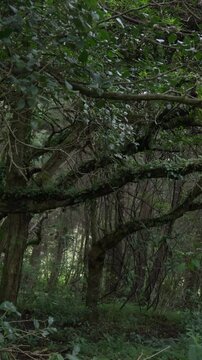 &Aacute;rboles con ramas entrelazadas en un bosque denso y sombr&iacute;o