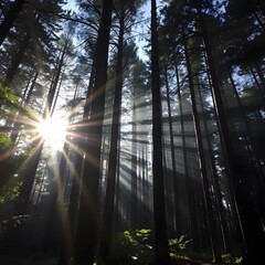 sunlight in the forest