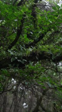 Rama musgosa con helechos y enredaderas en un bosque h&uacute;medo y denso bajo luz tenue