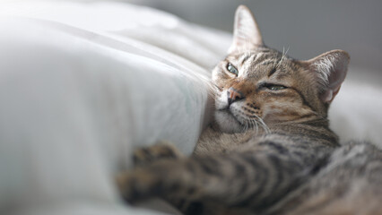 portrait of a cat