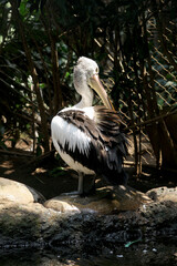 Back view of Australian Pelican (Pelecanus conspicillatus) perched by the pond