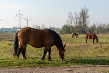 Obraz premium Group of brown horses grazing peacefully on rural pasture under clear sky, surrounded by nature and electric poles in the background. Farm life, animal husbandry, natural countryside scenery. High