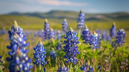 Bluebonnet Wildflower Field in Texas Landscape Photography