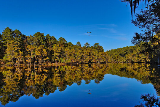 Caddo Lake State Park, with the beautiful scenes of the fall colors in the cypress trees and Spanish moss makes for a great visit.