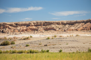Wild burros in the desert
