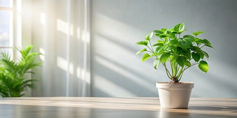 Sunlight streams through a window, illuminating a vibrant green potted plant on a wooden surface, creating a serene and welcoming ambiance.