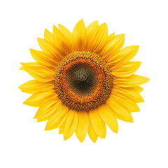 Fototapeta premium Bright sunflower with golden yellow petals radiating warmth and joy