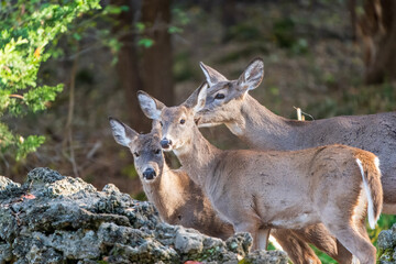 Deer in the woods