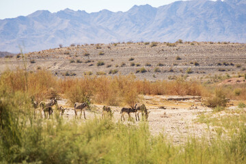 Wild burros in the desert
