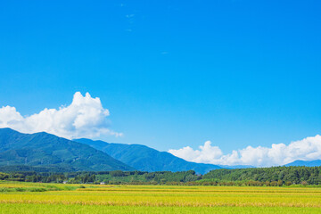 青空と田んぼ