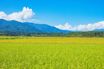 青空と田んぼ