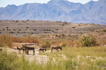 Wild burros in the desert
