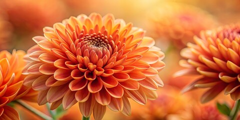 A vibrant orange chrysanthemum flower with a soft and delicate texture, standing out against a blurred backdrop of similar blooms in warm tones.