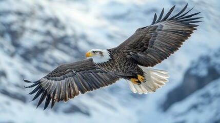 Obraz premium Majestic Bald Eagle in Flight