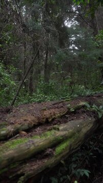 Tronco ca&iacute;do cubierto de musgo y descomposici&oacute;n en el suelo de un bosque h&uacute;medo y sombr&iacute;o