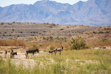 Naklejka premium Wild burros in the desert 