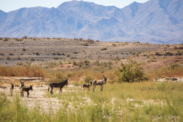 Naklejka premium Wild burros in the desert 