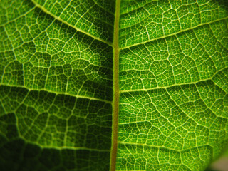 Obraz premium green leaf texture
