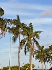Obraz premium Palm trees along the esplanade 