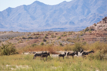 Obraz premium Wild burros in the desert 