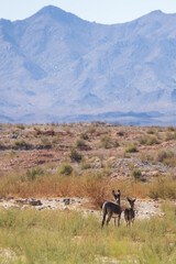 Naklejka premium Wild burros in the desert 