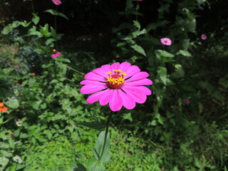 flor zinnia © David